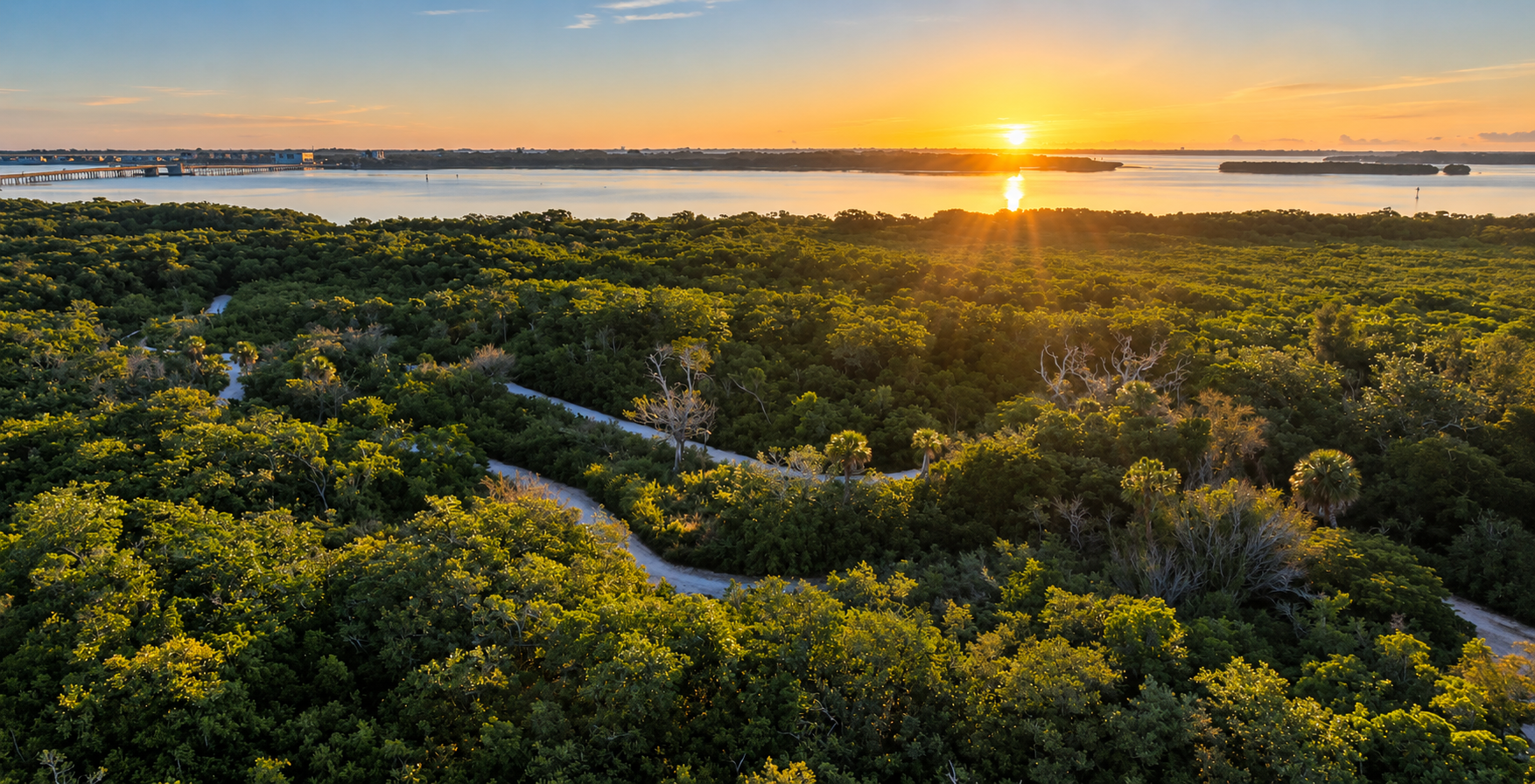 Aerial view of Florida coastal mangrove forest