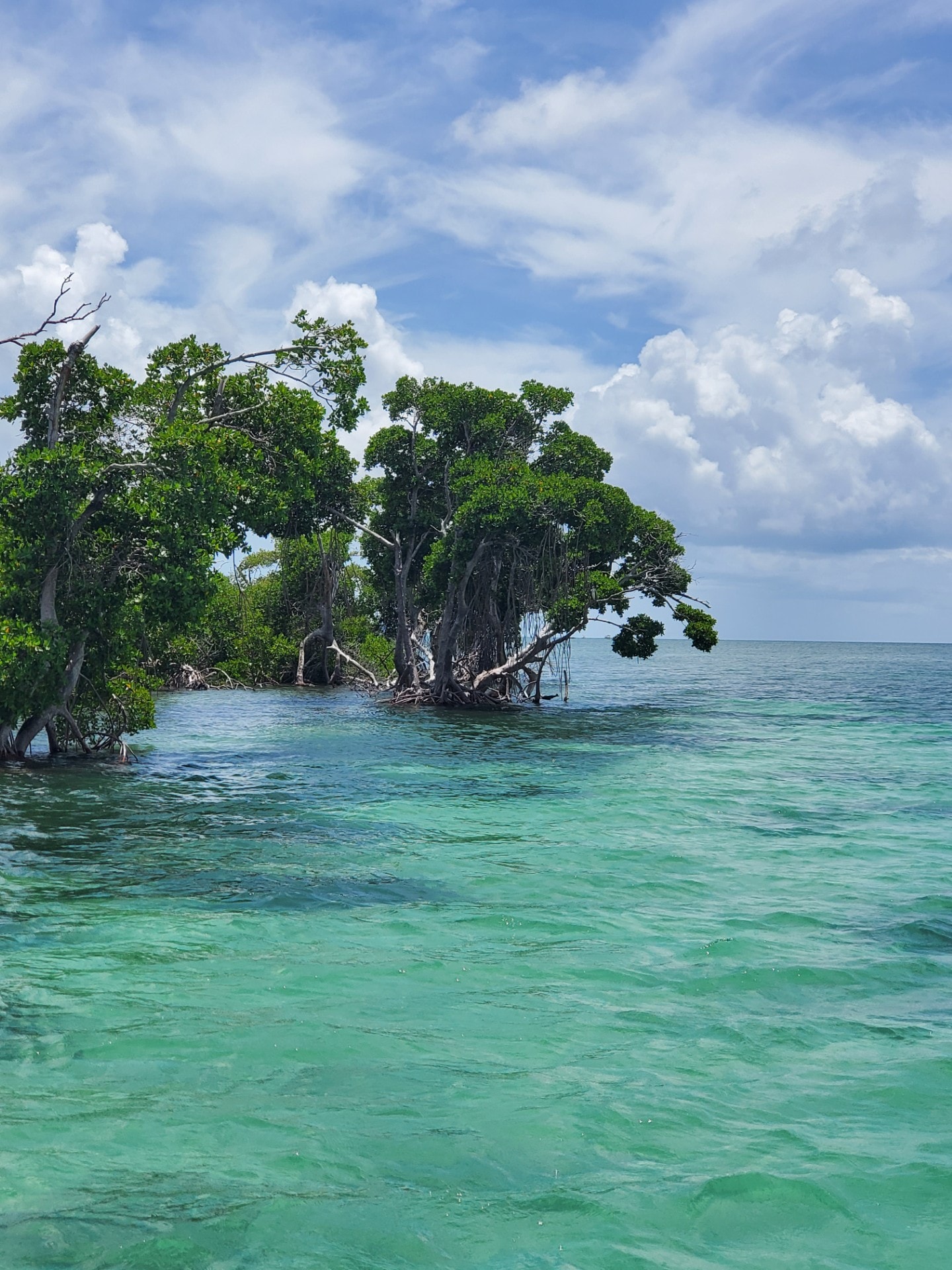 Florida mangrove roots along a tranquil coastal waterway