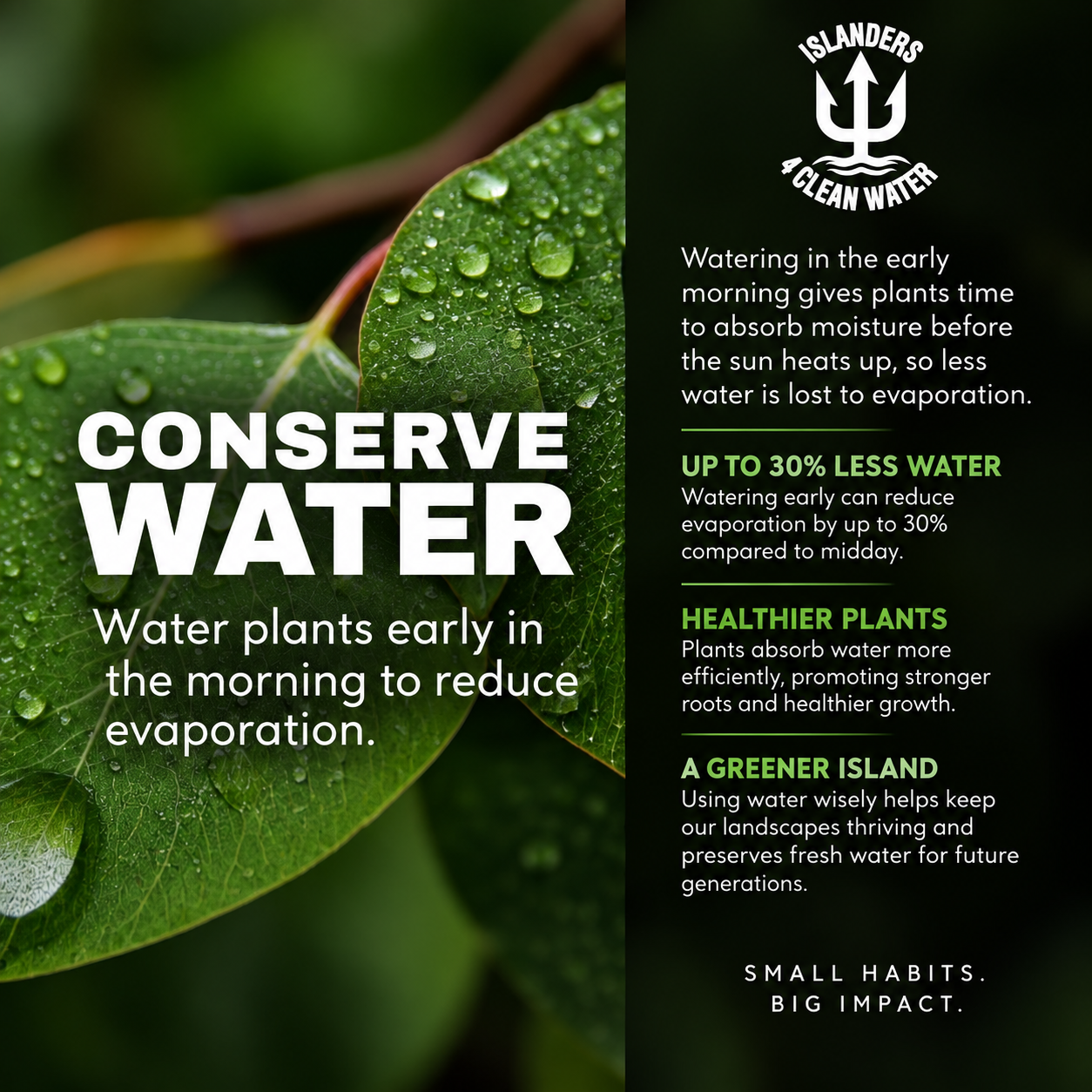 Conserve water — water plants early to reduce evaporation