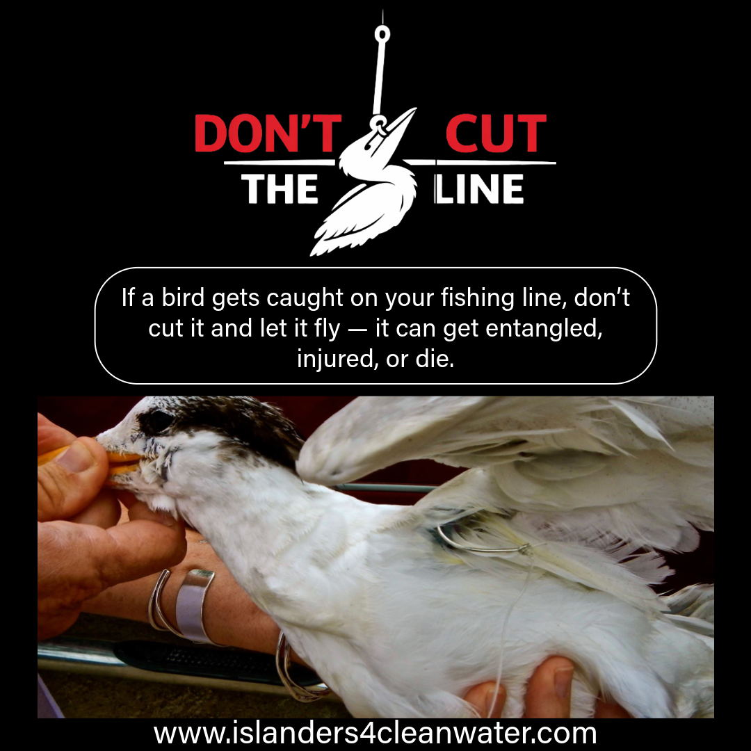 Don't Cut the Line — bird caught on fishing line