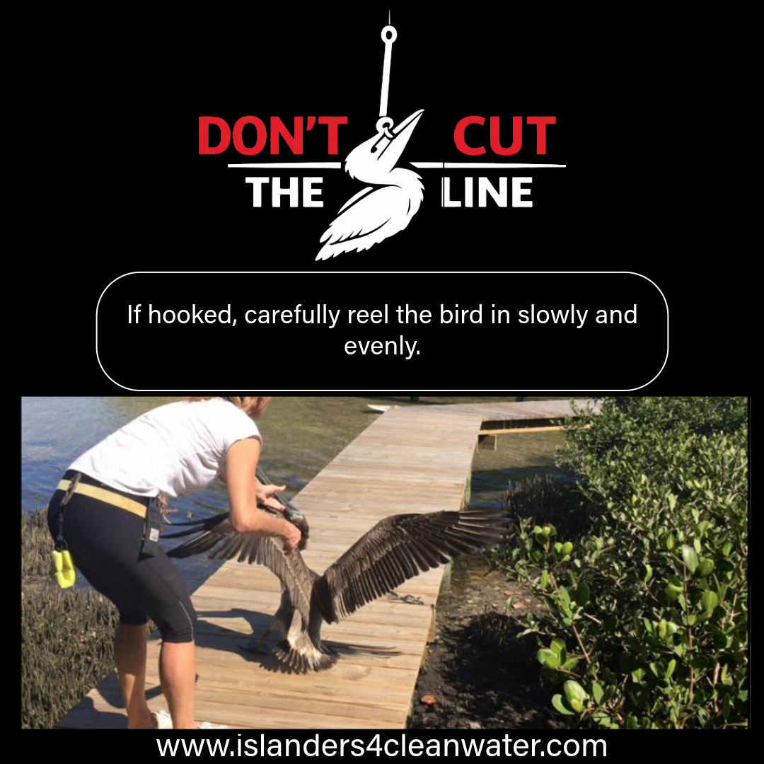 Don't Cut the Line — reel the bird in slowly