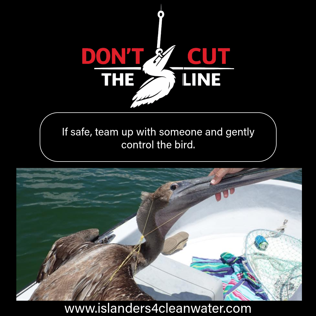 Don't Cut the Line — team up to control the bird