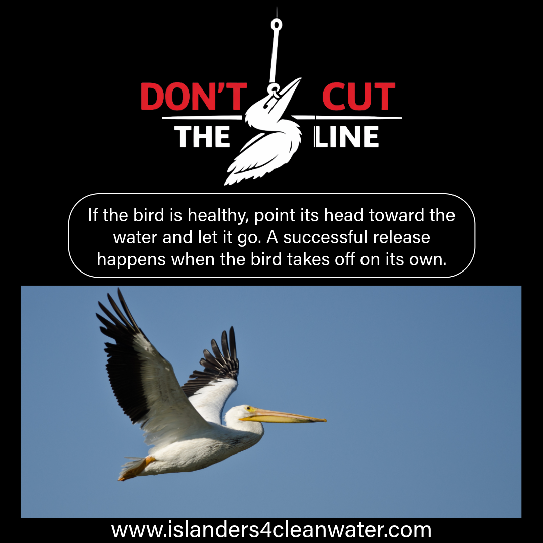Don't Cut the Line — release the bird toward water