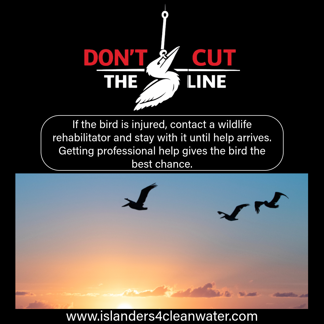 Don't Cut the Line — contact wildlife rehabilitator if injured