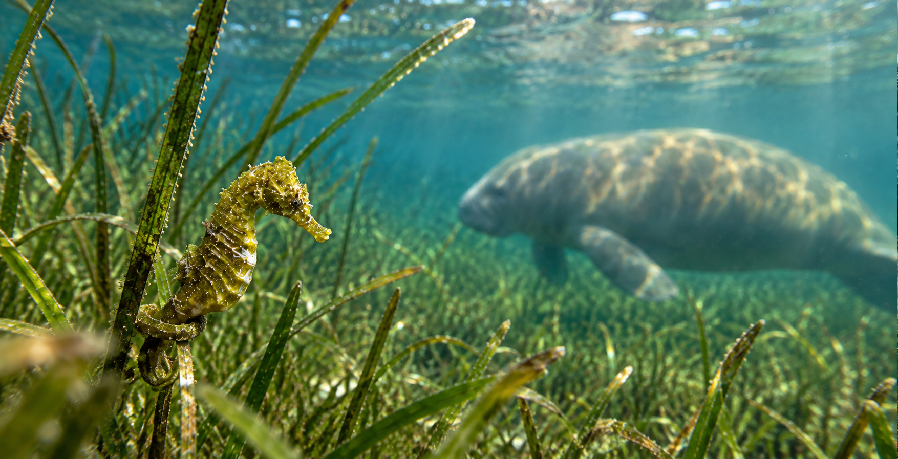 Seahorse clinging to seagrass with a manatee grazing in the background