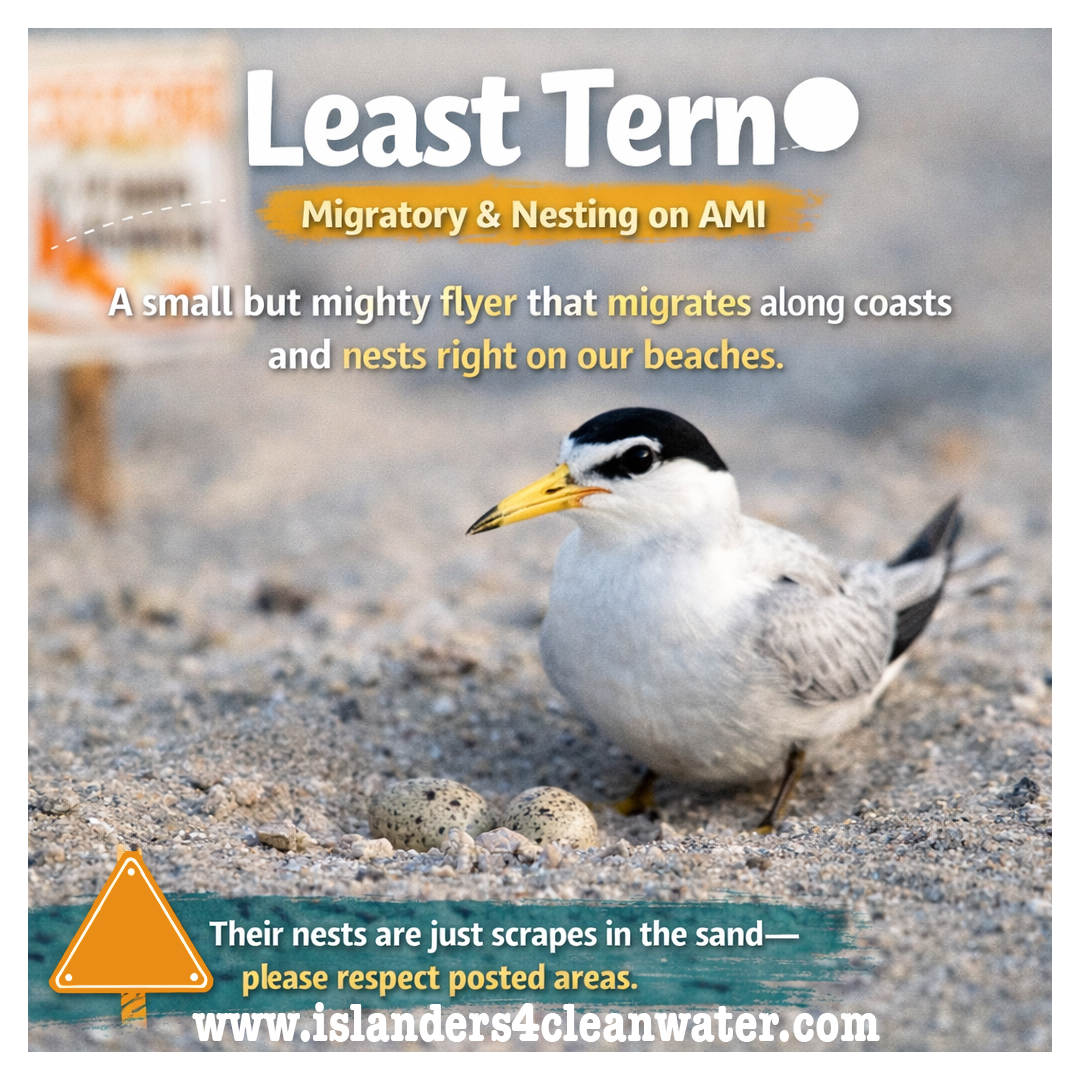 World Migratory Bird Day — slide 2