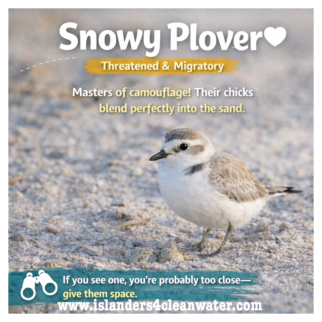 World Migratory Bird Day — slide 3