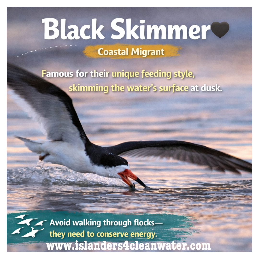 World Migratory Bird Day — slide 4