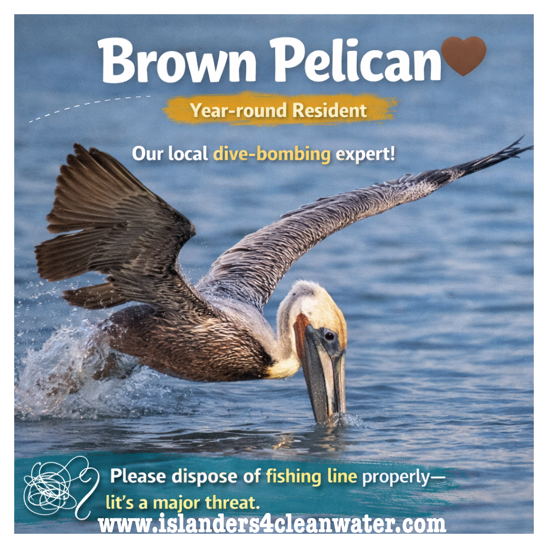 World Migratory Bird Day — slide 6