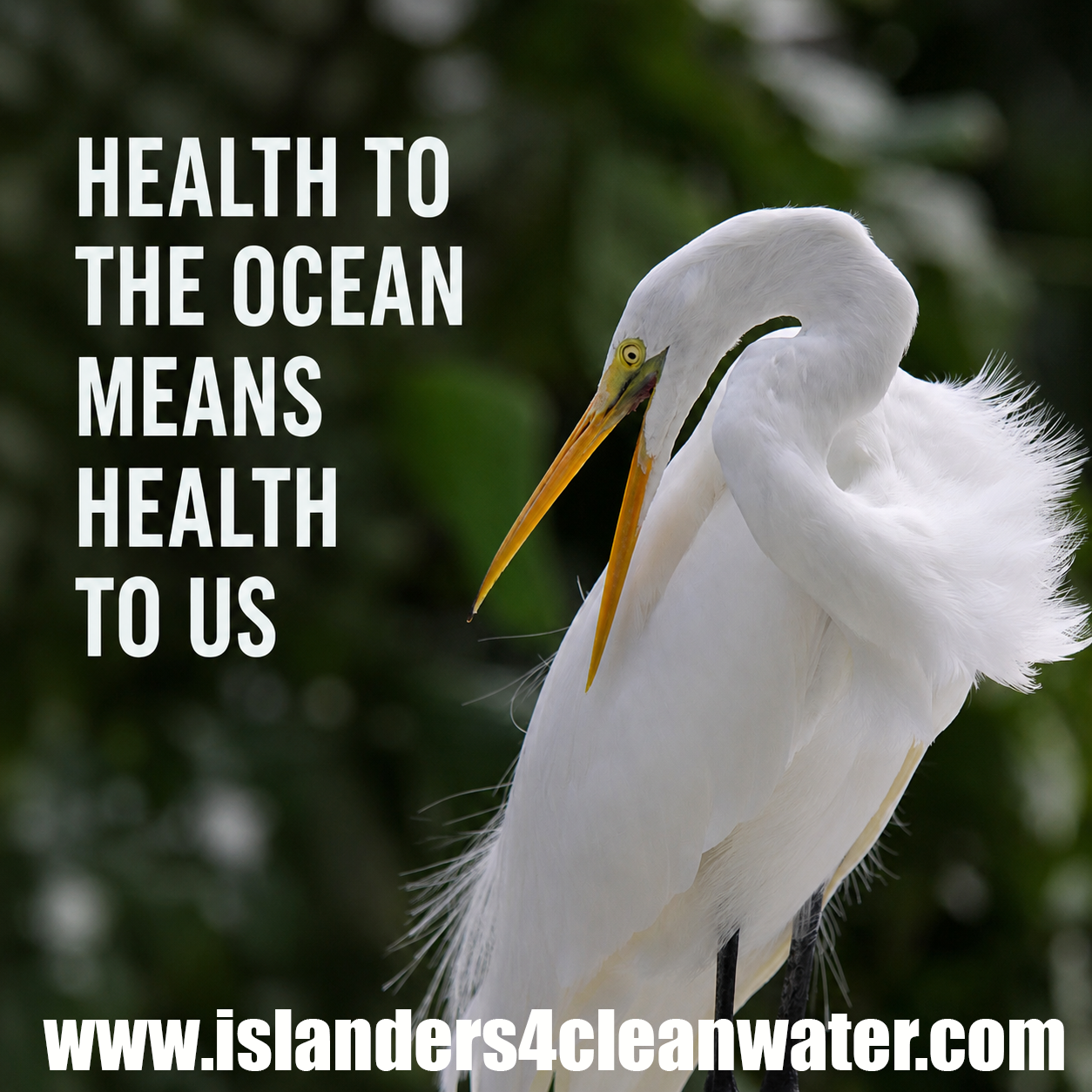 Health to the ocean means health to us — great egret wildlife photo