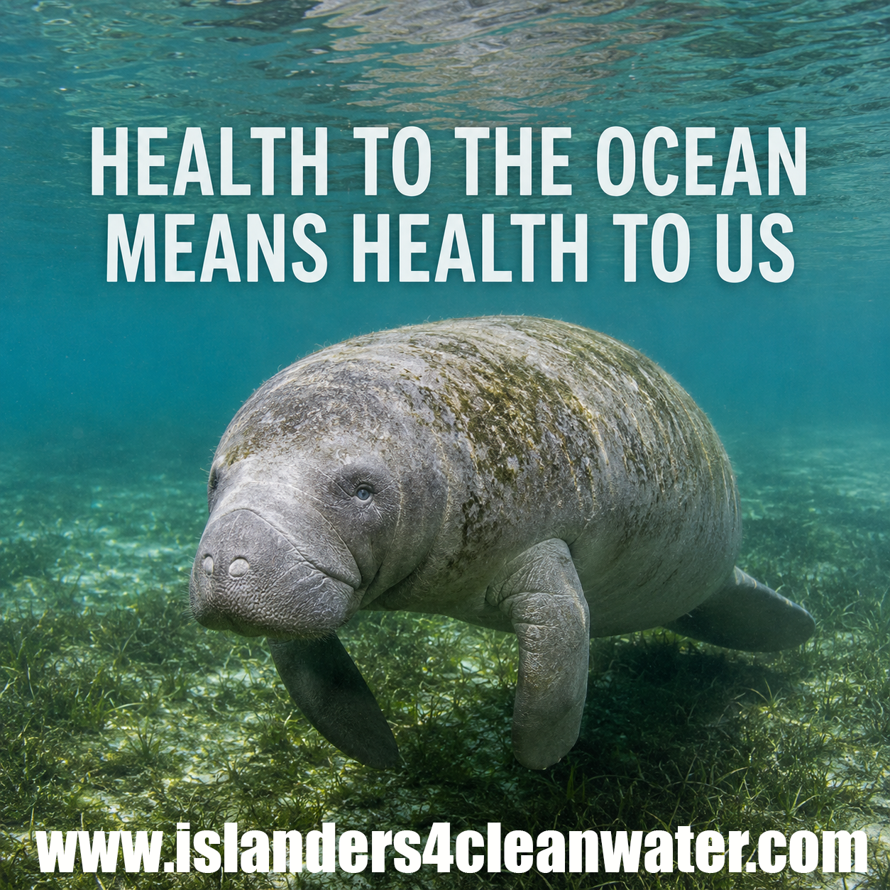 Health to the ocean means health to us — manatee swimming in clear Florida water