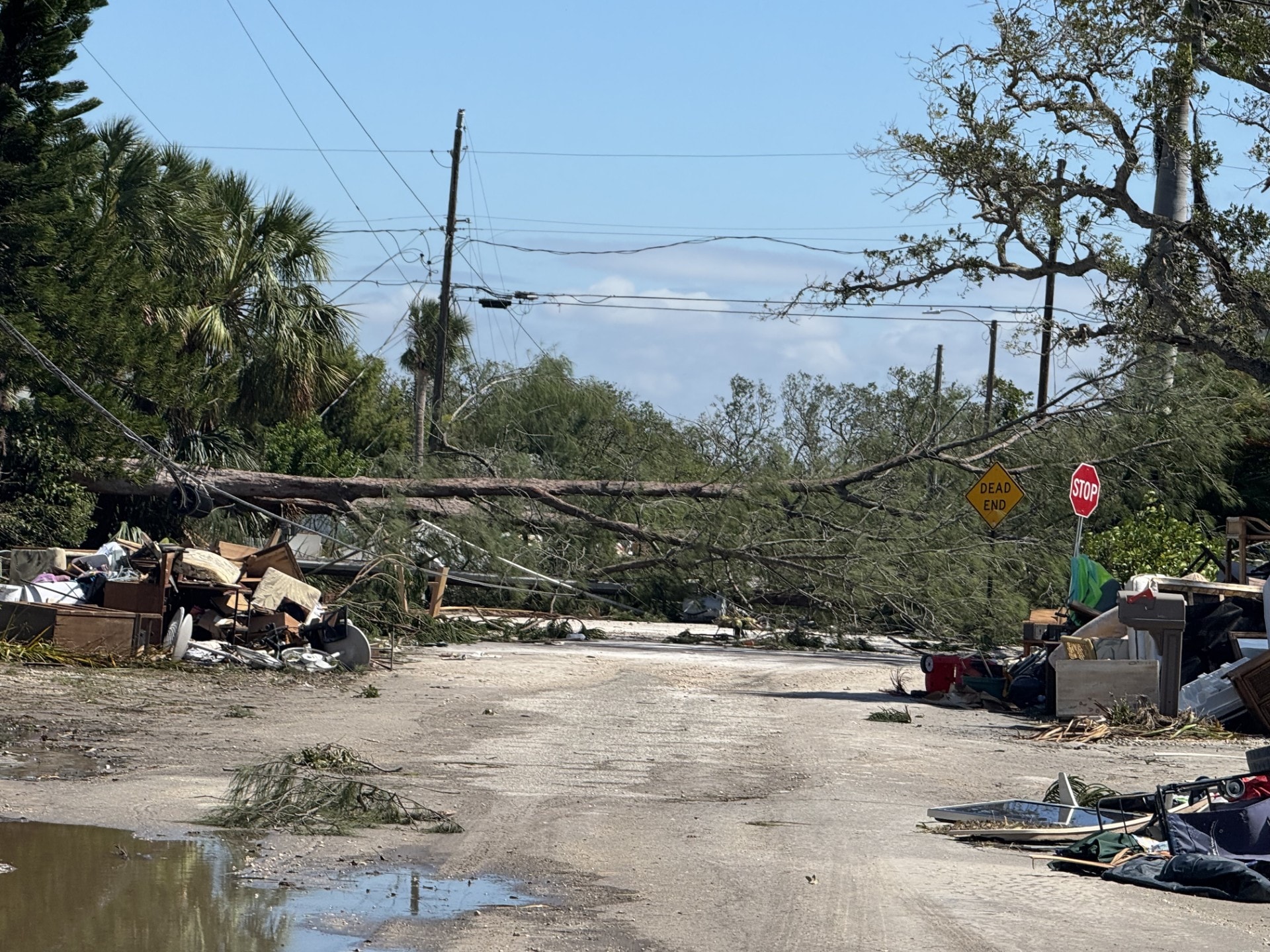 Florida coastal mangroves and wildlife habitat after a storm