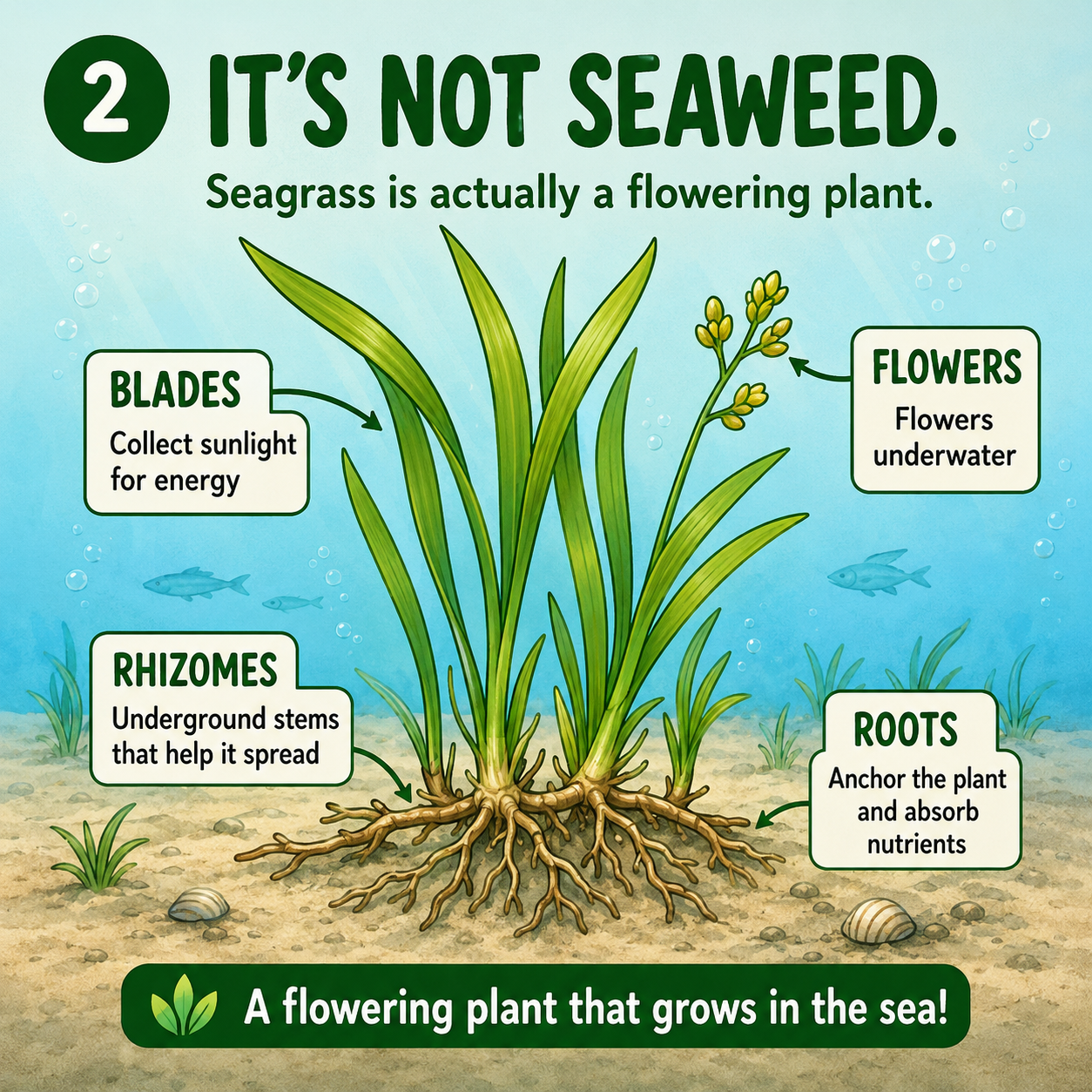 It's not seaweed — seagrass is a flowering plant with blades, flowers, rhizomes, and roots
