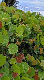 Sea Grape